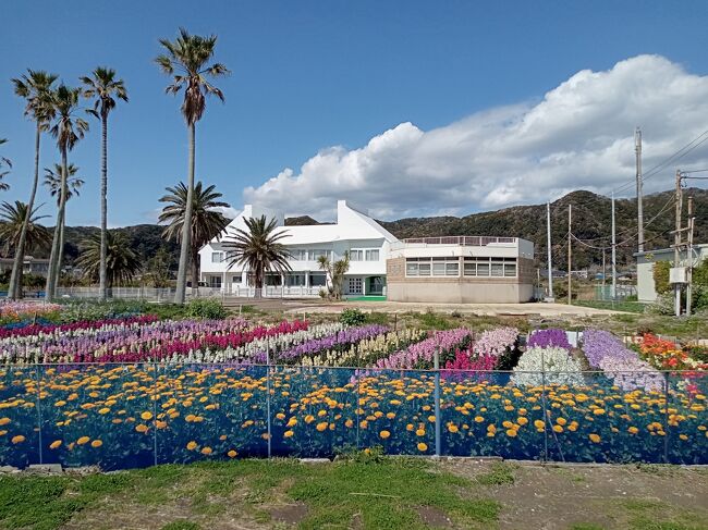 房総半島２０２２春旅行記 ５ 房総フラワーライン２ 白間津花畑他 白浜 千葉 千葉県 の旅行記 ブログ By アイガーさん フォートラベル