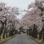 チャリと行く春の花旅東日本 2022 /５日目(4/26)後編