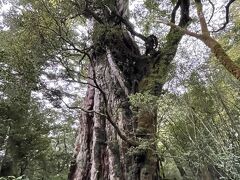 帰り途中道路端にある紀元杉を見学。こちらは歩くことなく観れる大杉です。貫禄ありました。
