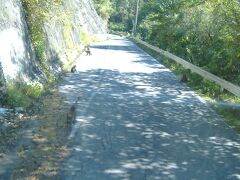 道路上の野生猿
