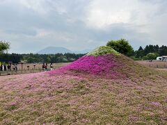 芝桜で作られた富士山。
植え替えてくれたのか、淡い色合いの芝桜まつり会場では、ピンクが際立ってきれいでした。