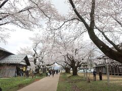 松ヶ丘開墾場の桜も満開
桜のトンネルが見事でした