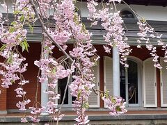 しだれ桜が咲いていたのは
角館 樺（かば）細工伝承館。

樺細工は桜の皮を使った伝統工芸で
角館エリアの下級武士の皆さんが、

今でいうダブルワーク、
内職として始めたそう。

･･･な、あたりは通り越して、

桜×黒壁を求めて武家屋敷通りの
いちばん端っこまで来ました。