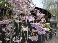 武家屋敷通りの黒壁に映える
桜、というのがあったのは、