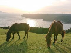 都井岬の御崎馬は、国の天然記念物に指定されています。
