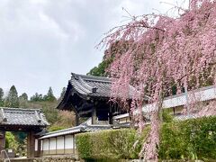 室生寺から車で5分くらいのところにある大野寺に来ました。
枝垂桜が見事です。