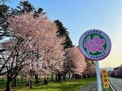 桜の名所をハシゴ
前回折れてた看板は元に戻ってた