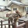 初めての九州２日目　高崎山・別府