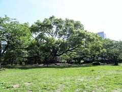 広大な敷地の徳島城跡は「徳島中央公園」として市民に開放されてます、

至るところに桜の木が植樹されてますが蜂須賀桜と木柱が立ってました。

＊詳細はクチコミでお願いします