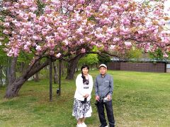 八重桜が満開です。料理茶屋 天の謌 脇の公園