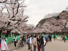 その後、上野恩賜公園を散策。曇り空ではありましたが、桜がちょうど見頃。