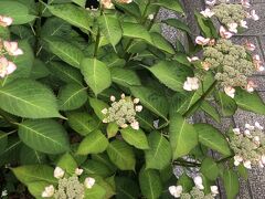 2日目のプランは色々考えていたものの、やっぱり温泉が一番
鉄輪温泉で温泉を満喫した後は
ゆふりん号に乗車して、由布院を目指すことにしました。