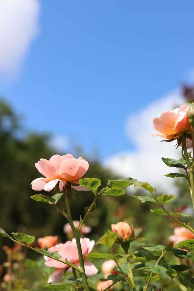 ロンドンのローズガーデン散策』ロンドン(イギリス)の旅行記・ブログ