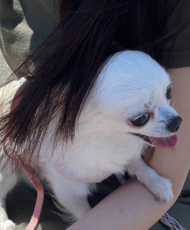 ペットと行く日帰り世界一周旅行 犬山リトルワールド 犬山 愛知県 の旅行記 ブログ By マニー1980さん フォートラベル