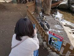 おなか一杯になったので、散歩がてら話題の動物園「ノースサファリサッポロ」へ。
動物たちとの距離が激近なことで人気の動物園。

ペンギンにも余裕で手が届きます。
もちろん噛まれても自己責任！