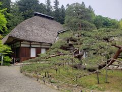 次に遊歩道を歩いて北向観音の本坊、「常楽寺」にやってきました。
目の前に巨大な松が・・・