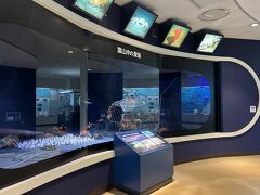 博物館の中の展示、葉山の海の生き物が中心です