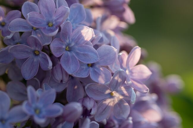 札幌はライラックまつりの真っ最中