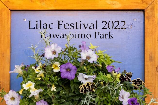 まずは川下公園のライラックを。<br /><br />お祭りの賑やかし自体は一週間後なので<br />この時はとっても静かでゆっくり散策できましたよ。<br /><br />車を降りた途端にライラックの香りが充満しててびっくり！