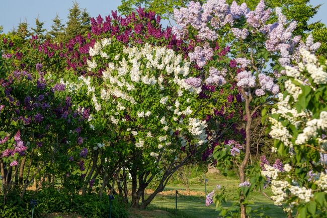 川下公園にはライラックの森と名付けられたエリアがあり<br />200種類1700本ものライラックが植えられています。