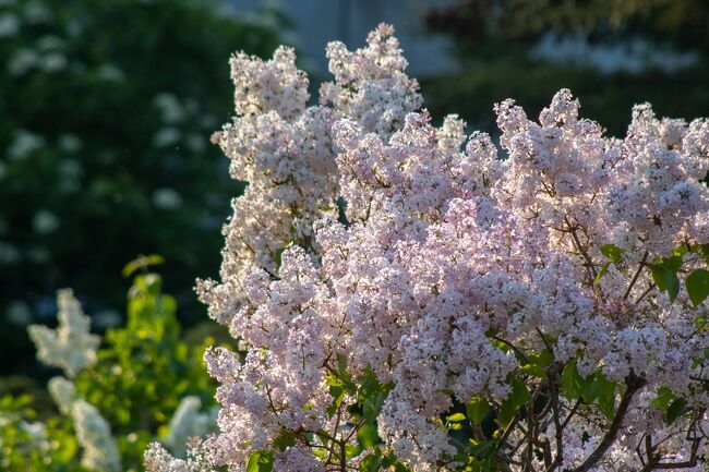 それだけの種類があるので<br />満開となっているライラックや…