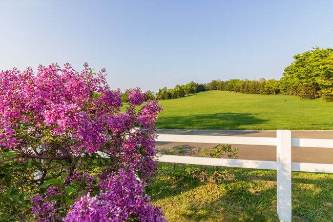 色も様々あってかなり見ごたえがあります<br /><br />公園にはスポーツの施設もあるし<br />写真のような芝生のエリアもあってかなり広いです。