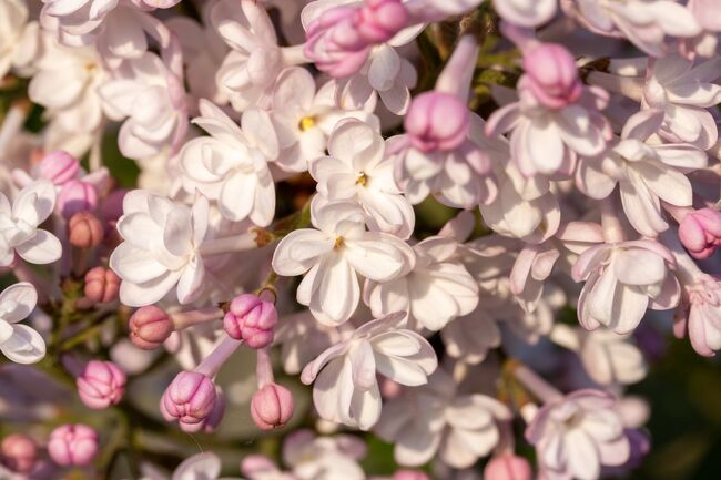 香りの強さも種類によって違うみたい