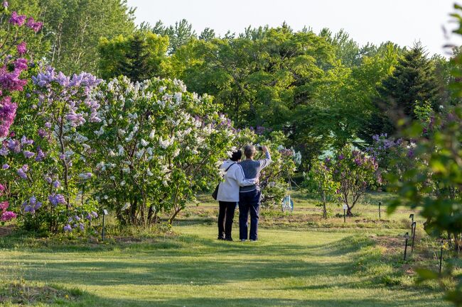 この時は平日の夕方だったので<br />訪れている方達は殆どが地元の方達の様子でした。<br />犬を散歩させたり思い思いに写真を撮ったりして<br />ゆったりと静かに時間を過ごされていましたよ。<br /><br />札幌は丁寧に整備された広大な公園が多くて<br />そしてそれらは市民に愛されています。<br />札幌に住みたくなっちゃいますね～。<br />でも雪は嫌…(^^;<br />
