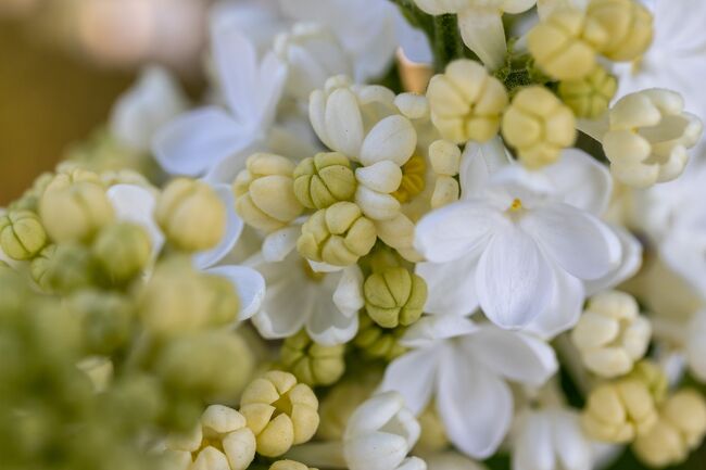 まだ蕾が多いライラックなど…