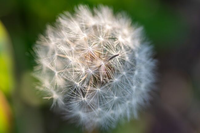 たんぽぽ写真撮ってみたら<br />結構上手に撮れたのて載せみました（笑）