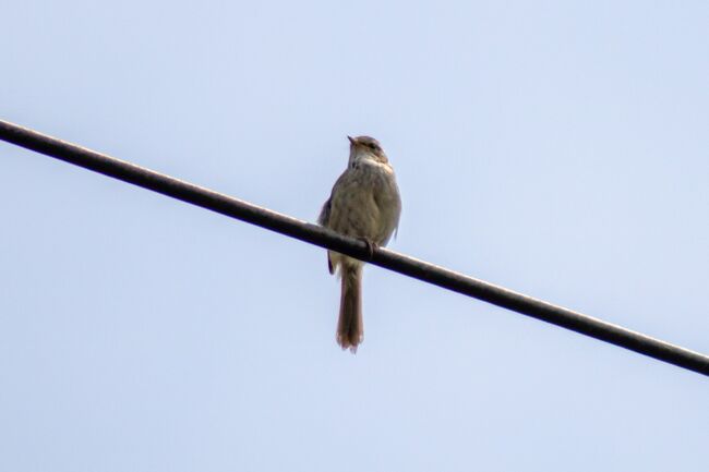 神威岬までの距離は100km以上もあり<br />高速を使っても2時間ちょっとかかりました。<br />やっぱり遠かった～。<br /><br /><br />車を降りて歩きだすとウグイスがお出迎え。<br />とても良い声で鳴いてましたよ～