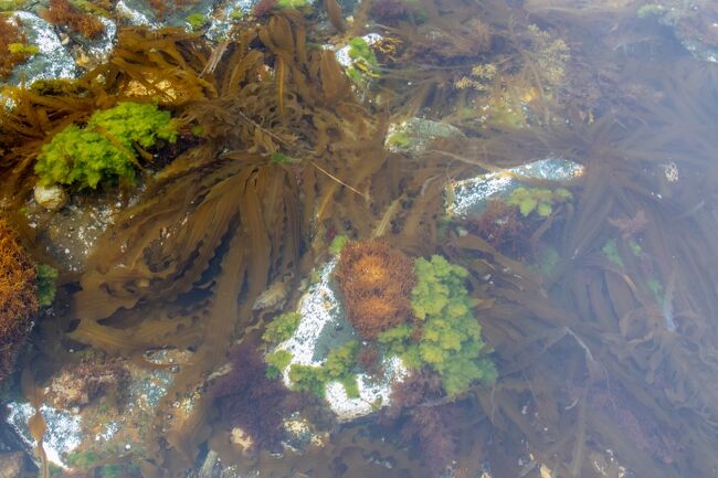 海の水はかなりきれいで凄い透明度！<br /><br />よく見ると昆布だらけです<br /><br />本物の昆布って初めて見たかも。