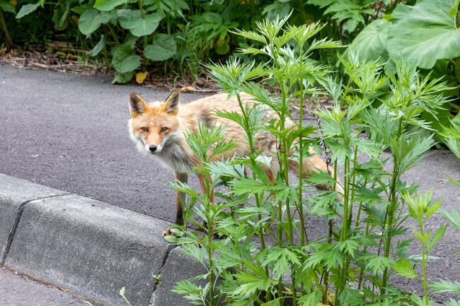 余市方面へ戻る山道でキタキツネを発見!!<br /><br />恐る恐るこちらを窺っているけど<br />逃げる様子は無いです。