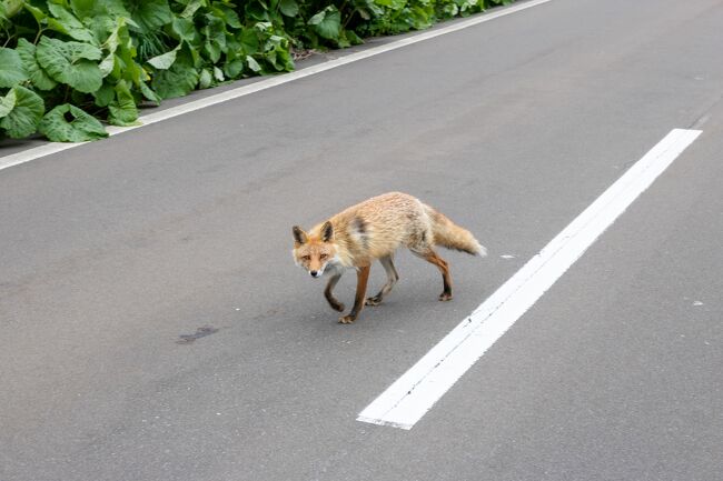 観光客から餌をよくもらってるのか<br />こちらに近づいて来ますよ