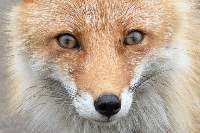 でもここまで人懐っこいと<br />餌をあげたくなってしまいますね(笑)