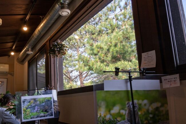 色んなスタイルの座席があるのですが<br />一人客の私は2階のカウンター席に案内されました。<br />緑が見えて癒されます～～。<br />隣の席との仕切りにはナキウサギの写真が飾ってあって<br />ナキウサギ愛を感じます(笑)