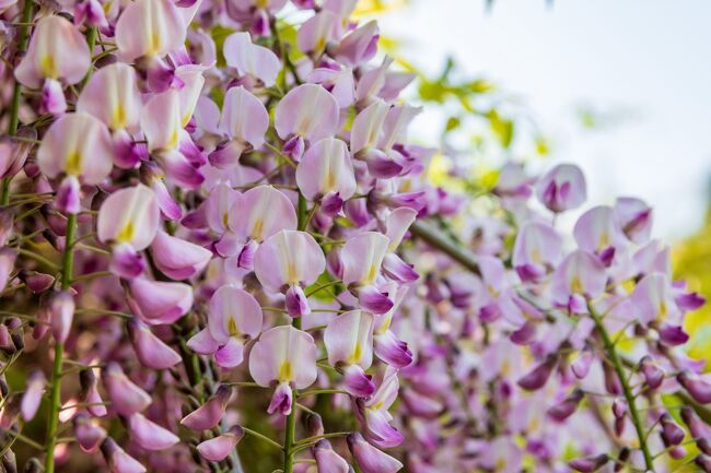 つつじや藤の花がきれいでした