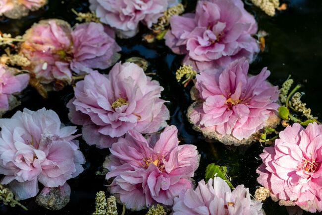 池に落ちた八重桜の花