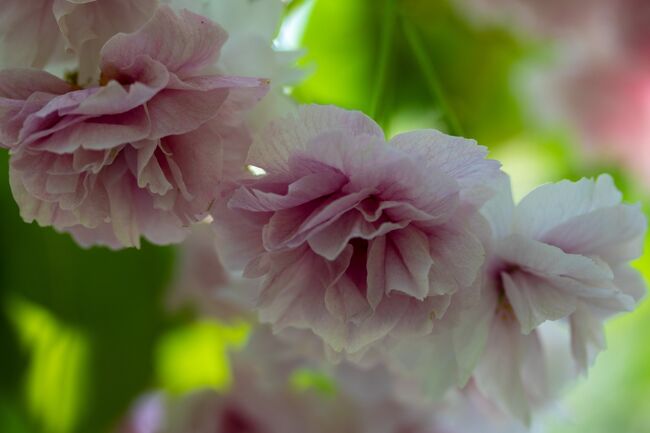 八重桜の花は終わりを迎えていました