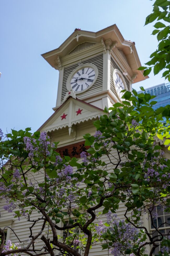 時計台は有名な場所だけあって<br />この時間でも多くの人が訪れていました。<br /><br />北海道はどこへ行ってもライラックが咲いてます