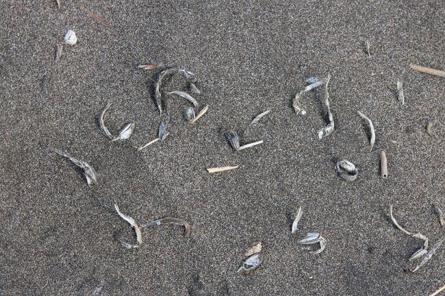 小魚が大量に打ち上っていたのですが<br />すっかり煮干し状態に。