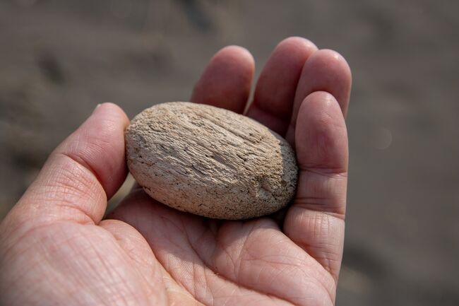 ここの砂浜ではまん丸の木を拾えます。<br />石狩川から流れてくるのかな？
