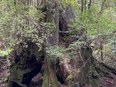 これが三代杉
一代目の倒木の上に二代目が育ち、二代目の切り株の上に三代目が育っていて、
樹齢は一代目は1200年二代目は1000年三代目は350年・・って気が遠くなるような年月ですね～