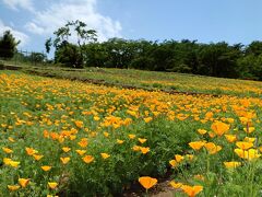 長瀞花の里ハナビシソウ園