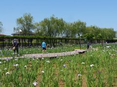 あやめ園ではこの時期はアヤメではなく、ハナショウブが咲く時期です。
ハナショウブとは言っても、アヤメ科の一種で、「ハナアヤメ」とも言われるので、まあいいのでしょう。
アヤメよりもハナショウブの方が色とりどりの花を咲かせます。