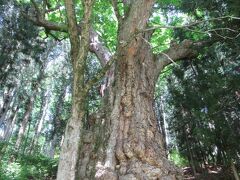 １９号線の歩道をさらに進み、長野県天然記念物に指定された樹齢１０００年ほどのトチノキを見ました。根元の周囲が1m以上あり、根元からは大きなこぶが1mほどできていて、その上は大きな枝が分岐しています。トチノキの周囲にはたくさんの大木があるため見過ごしやすいですが、19号線沿いに小さな案内板と駐車スペースが目印です。訪れた時は小さな白い花をつけていて、トチノキに近づくととても良い香りがしました。見上げると、生命力を感じ神秘的な雰囲気に包まれるようでした。
