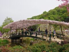 これとそっくりな緑の太鼓橋が栃木県の「あしかがフラワーパーク」に
あります。こちらの方が橋が大きく、太鼓振りもいいです。
ピンクの藤が誠に見事です。
周囲の池には睡蓮も咲いていて、規模が大きいので見応えがあります。
