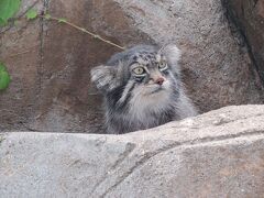 【王子動物園】

写真（幼稚園の遠足で、50年以上前）もあるので、１回だけ来た記憶が･･･
おとな600円！安い！
マヌルネコが見たかった！


