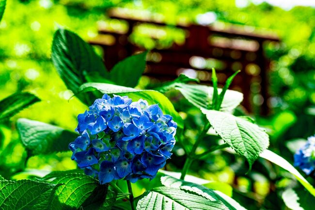 響山公園の紫陽花 2022』宇佐・豊後高田(大分県)の旅行記・ブログ by