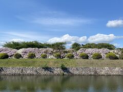 お腹を満たした後は、カロリーを消費すべく五稜郭公園を散策します。お花がきれい～。